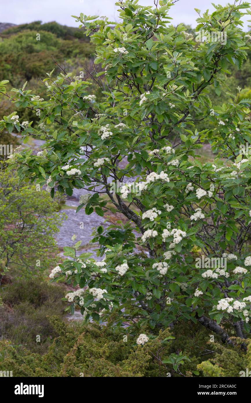 Poutre blanche suédoise (Sorbus intermedia), floraison, Suède Banque D'Images