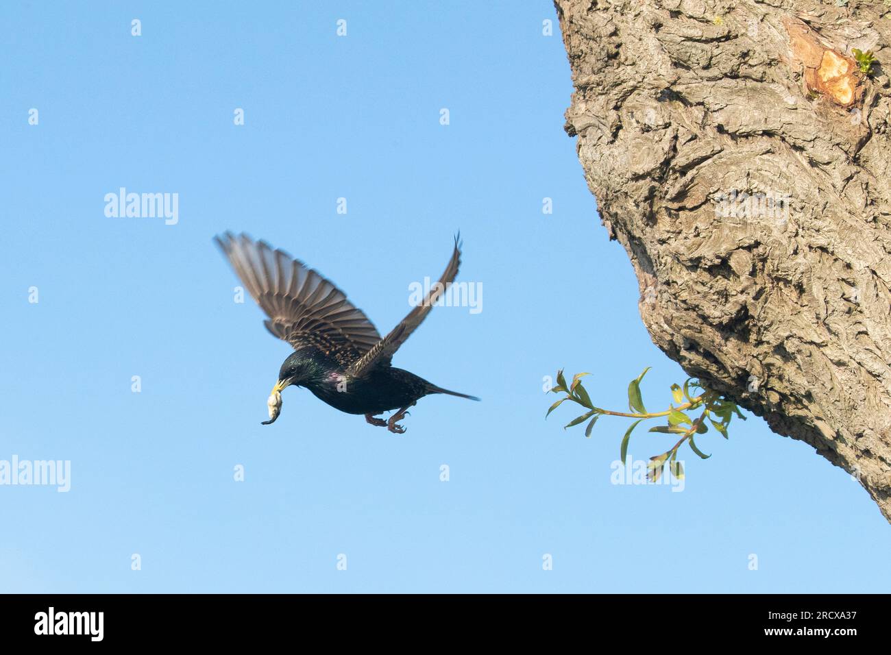 Étourneau commun (Sturnus vulgaris), laissant un trou de nidification dans un saule avec une boule d'excréments dans le bec, vue de côté, pays-Bas Banque D'Images