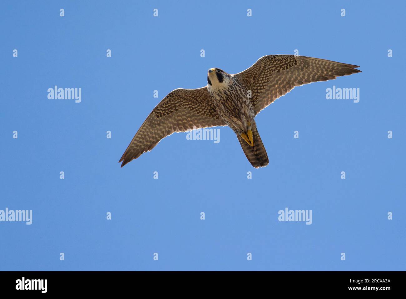 faucon pèlerin (Falco peregrinus), jeune mâle en vol plané, vue d'en bas, pays-Bas Banque D'Images