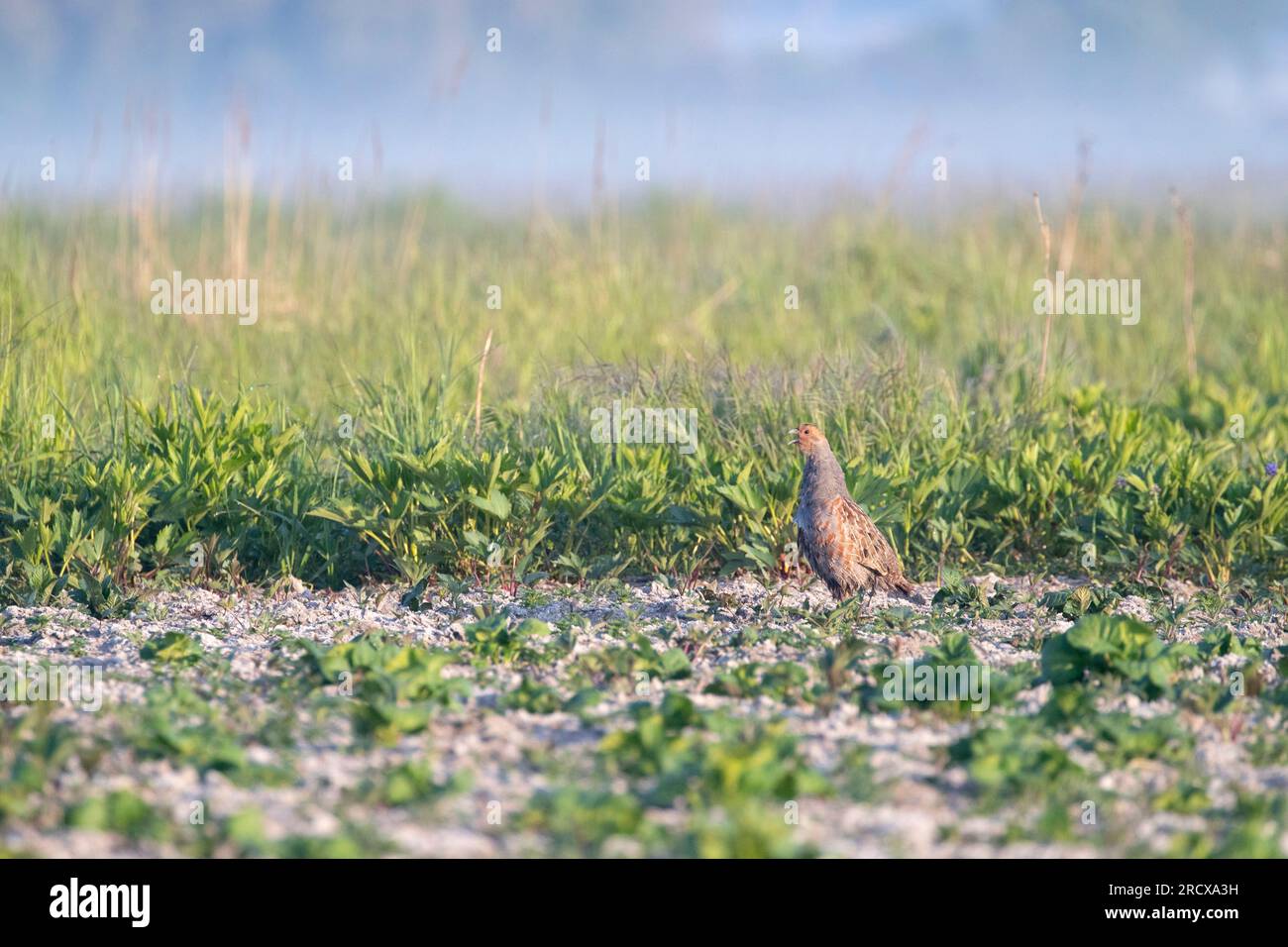 Perdrix grise (Perdix perdix), appel de territoire d'un mâle sur un champ de légumes, pays-Bas Banque D'Images
