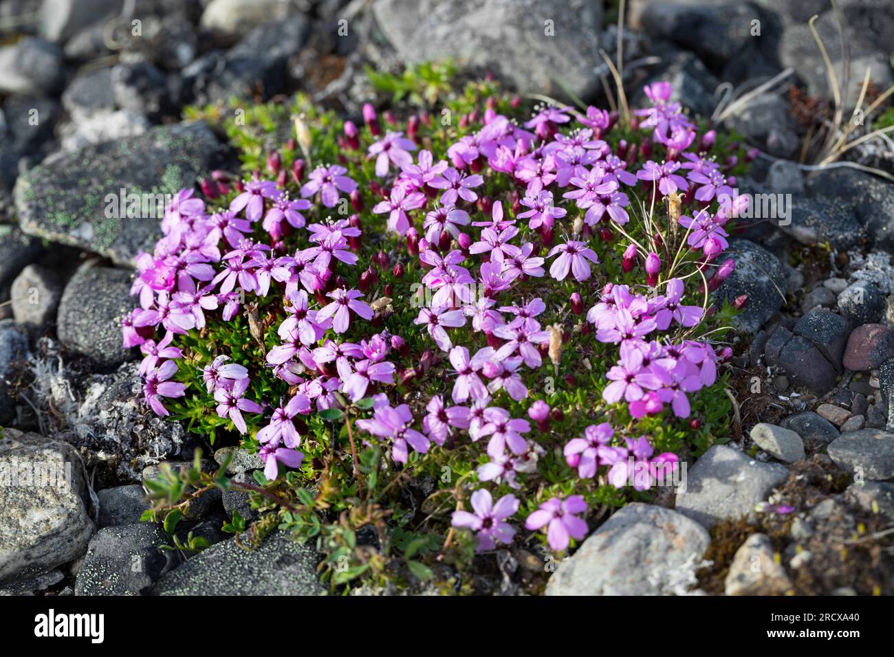 Mousse campion, coussin rose (Silene acaulis), floraison, Suède Banque D'Images