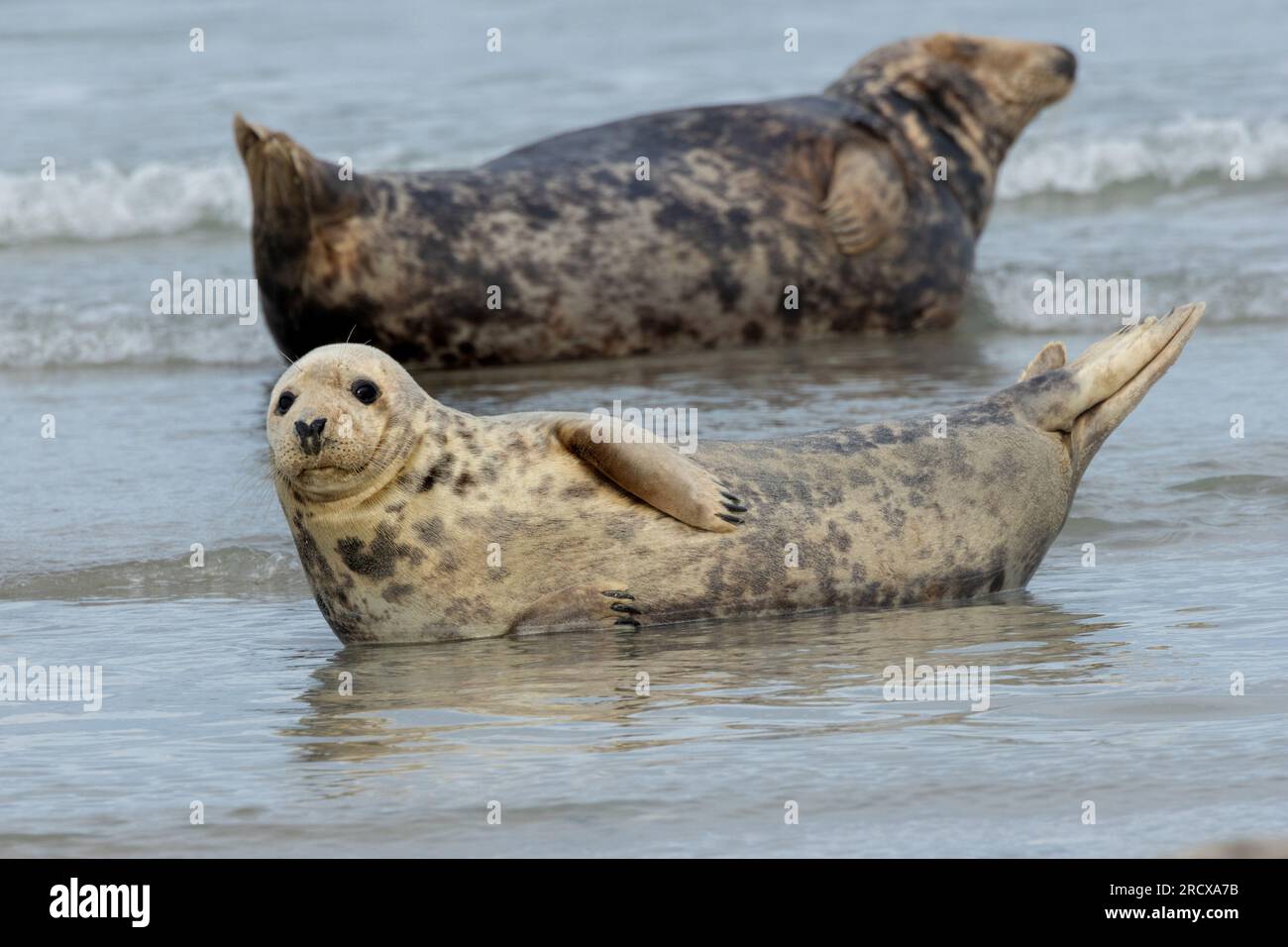 Phoque gris (Halichoerus grypus), deux phoques gris couchés dans l'eau sur la plage, Allemagne, Schleswig-Holstein, Heligoland Banque D'Images