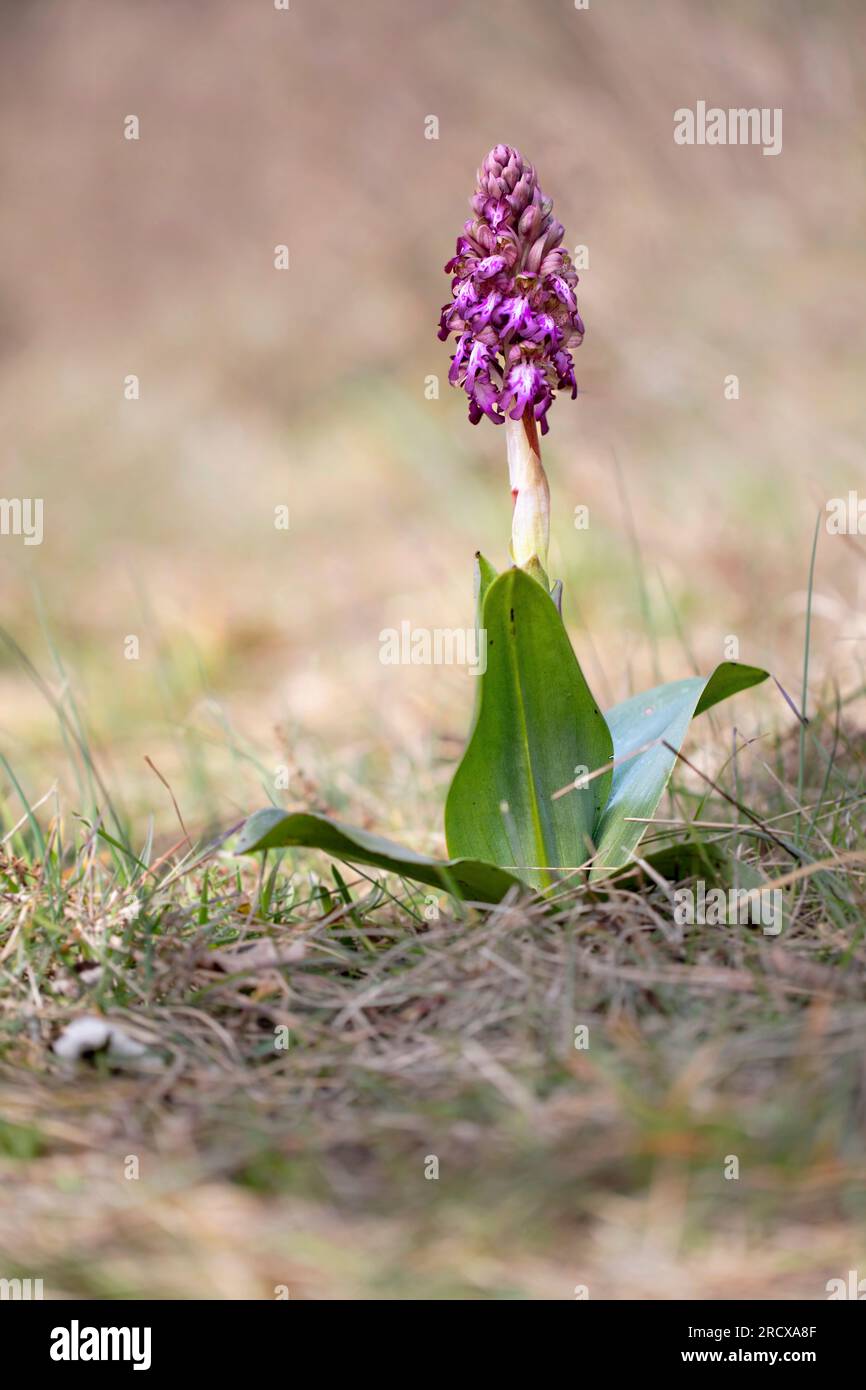 Barlia de Robert (Barlia robertiana, Himantoglossum robertianum), floraison, pays-Bas, Hollande méridionale Banque D'Images