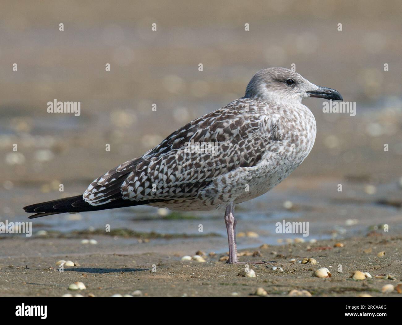 Mouette à dos noir (Larus fuscus), juvénile debout sur une plage, Portugal Banque D'Images