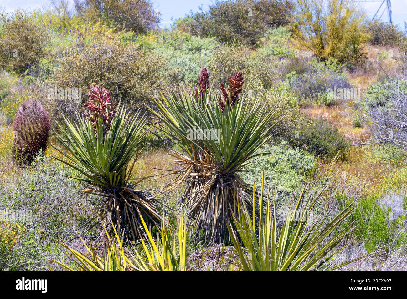 Banana Yucca, Datil Yucca (Yucca baccata), deux bananier yuccas avec inflorescences encore fermées, vue latérale, États-Unis, Arizona, Brown’s Ranch Trailhead, Banque D'Images