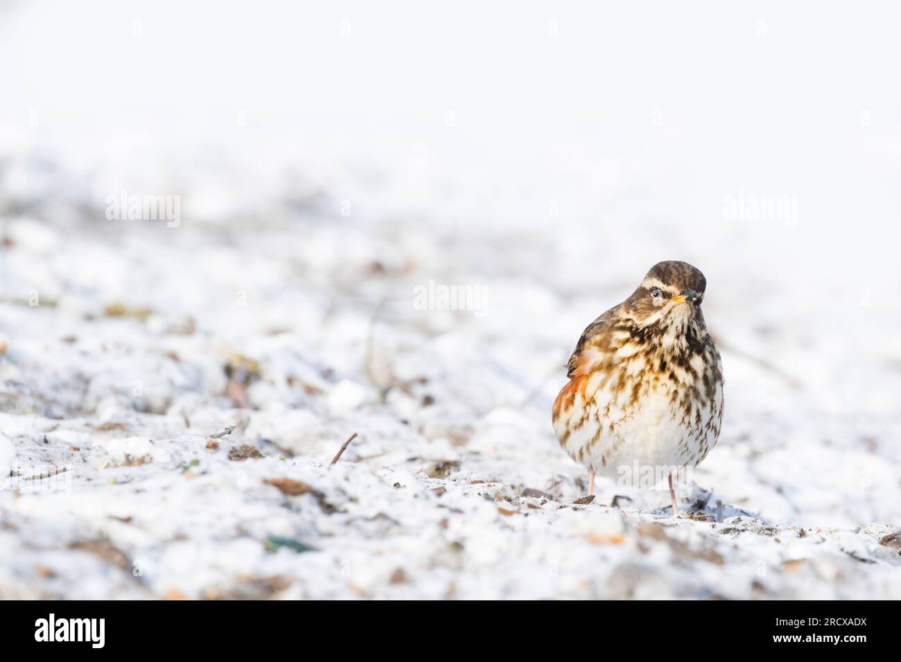 redwing (Turdus iliacus), se nourrissant en ouvert patché dans la neige pendant l'hiver, pays-Bas Banque D'Images