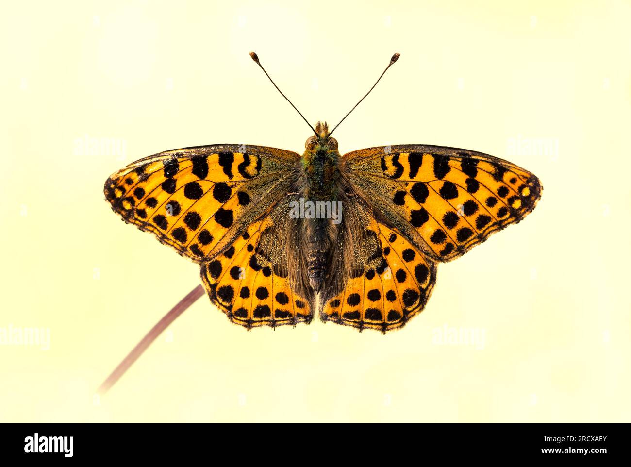 Reine d'Espagne fritillaire (Argynnis lathonia, Issoria lathonia), à la tige d'une plante, vue dorsale, Allemagne, Rhénanie-Palatinat Banque D'Images