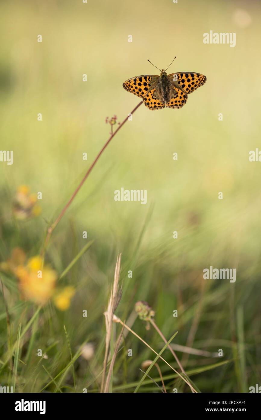 Reine d'Espagne fritillaire (Argynnis lathonia, Issoria lathonia), à la tige d'une plante, vue dorsale, Allemagne, Rhénanie-Palatinat Banque D'Images