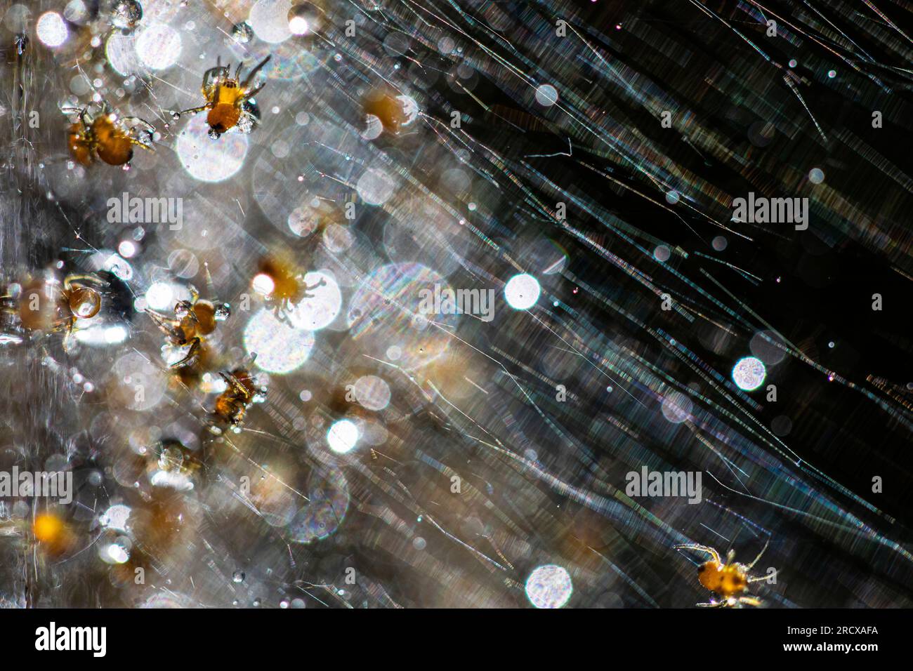 Croisillon, araignée de jardin européenne, araignée croisée (Araneus diadematus), araignées juvéniles en toile, pays-Bas, Frise Banque D'Images