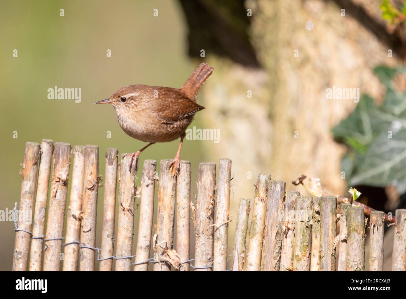 Wren d'hiver (Troglodytes troglodytes), perché sur une clôture en bois dans le jardin, pays-Bas Banque D'Images