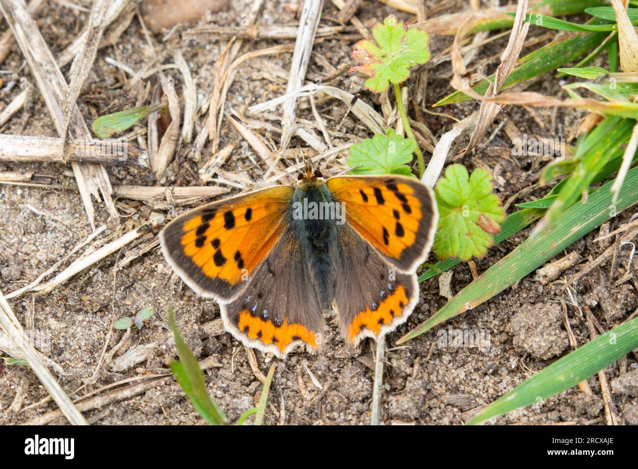 Petit cuivre (Lycaena phlaeas, Chrysophanus phlaeas), assis sur le sol, Royaume-Uni, Angleterre, Norfolk Banque D'Images