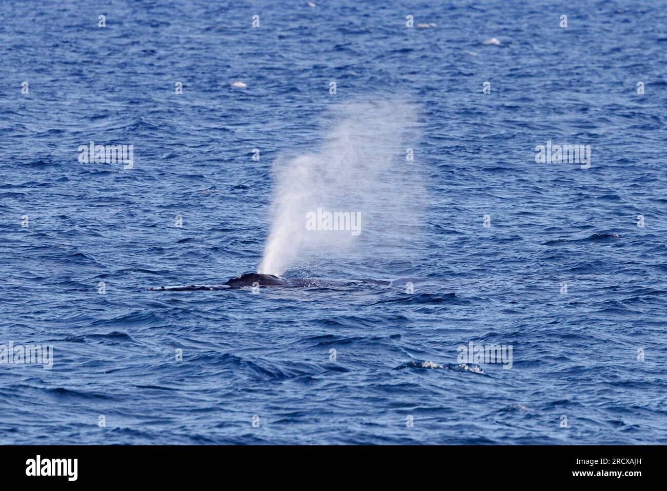 Baleine à bosse (Megaptera novaeangliae), exhalant près de la côte à la surface de l'eau, Blow, USA, Hawaii Banque D'Images