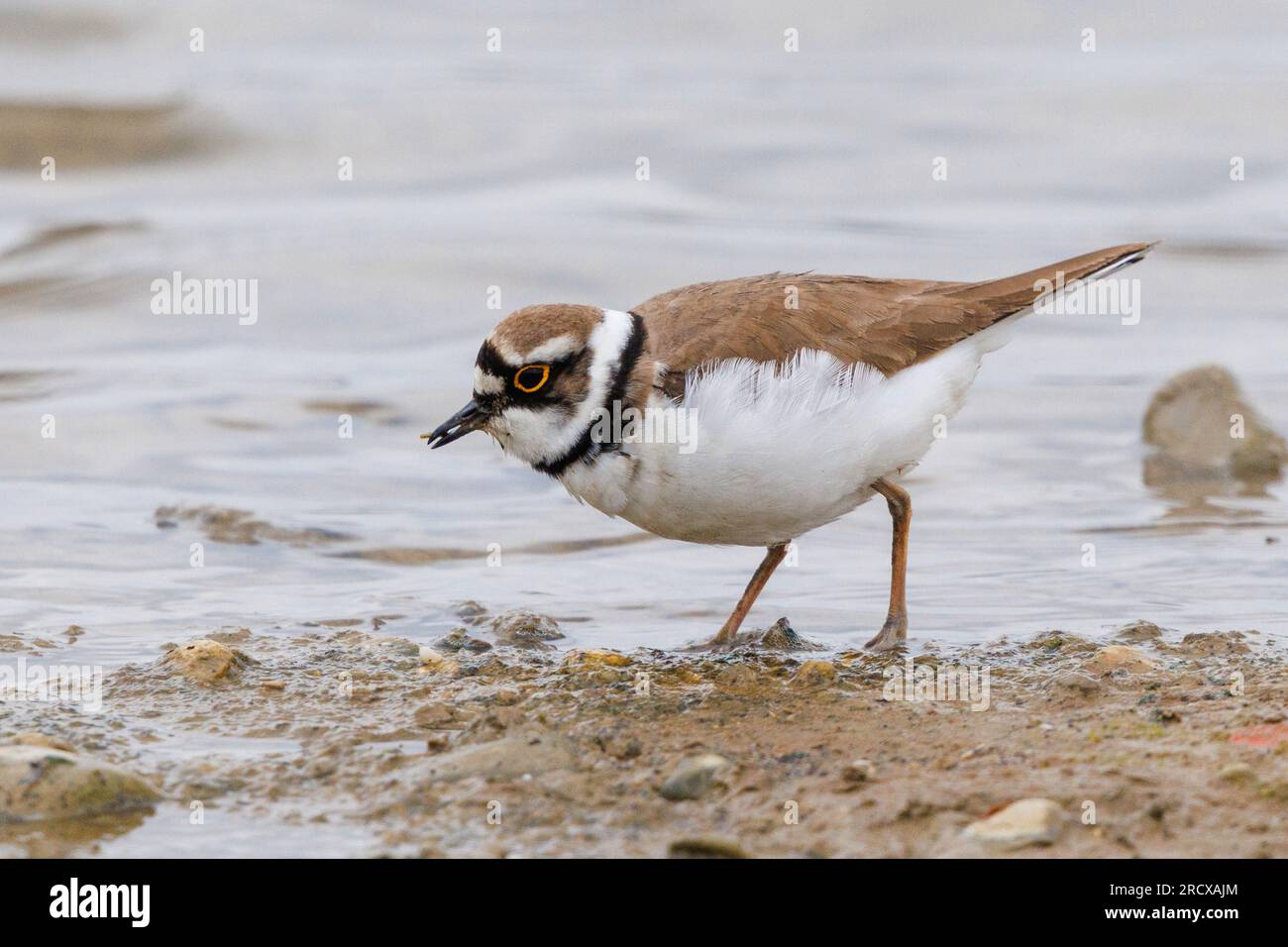 Petit pluvier annelé (Charadrius dubius), fourrage dans la marge de lavage, vue de côté, Allemagne, Bavière Banque D'Images