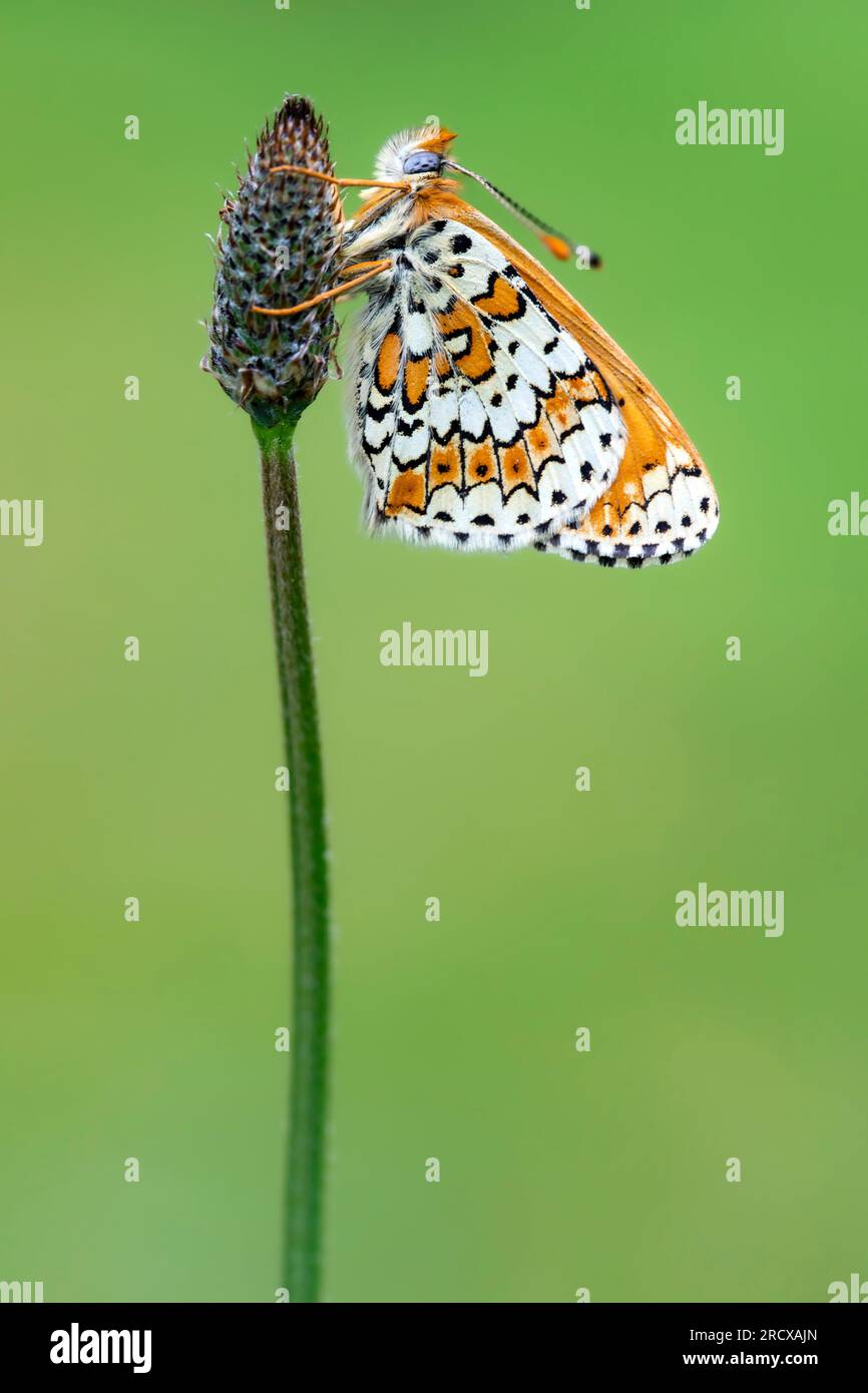 Fritillaire de Glanville (Melitaea cinxia, Mellicta cinxia), chez plantain, vue de côté, France Banque D'Images