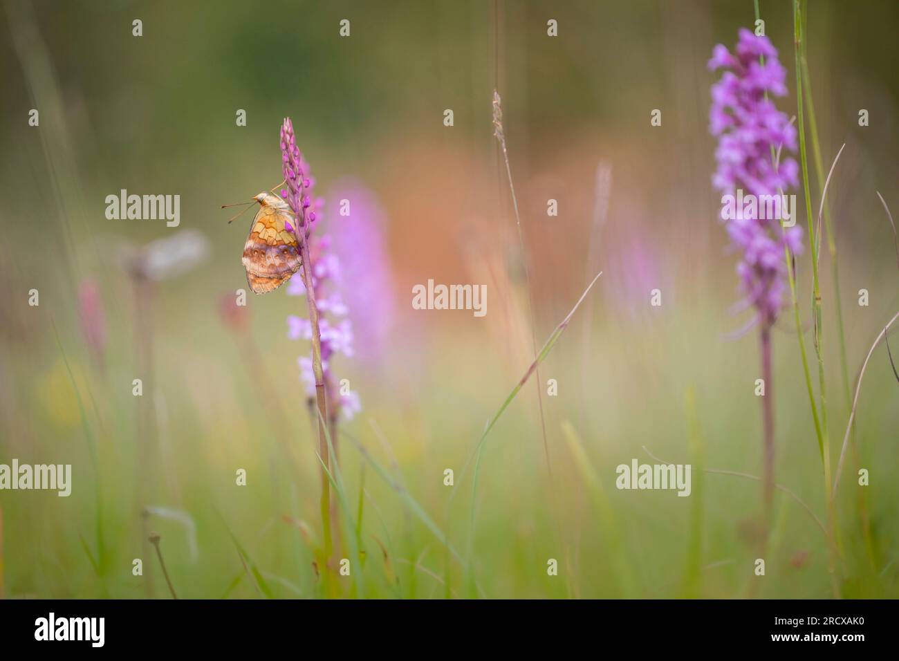 Marbrée fritillaire (Brenthis daphne), assise devant une orchidée, vue latérale, Allemagne, Rhénanie-Palatinat Banque D'Images