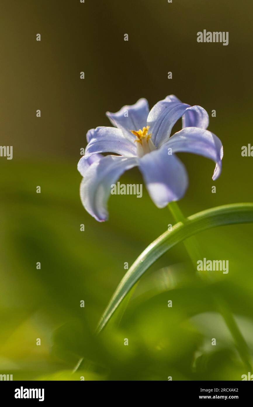 Gloire de la neige, gloire de la neige (Chionodoxa luciliae, Scilla luciliae, Chionodoxa luciliae), fleur en plein soleil, pays-Bas, Frisia Banque D'Images