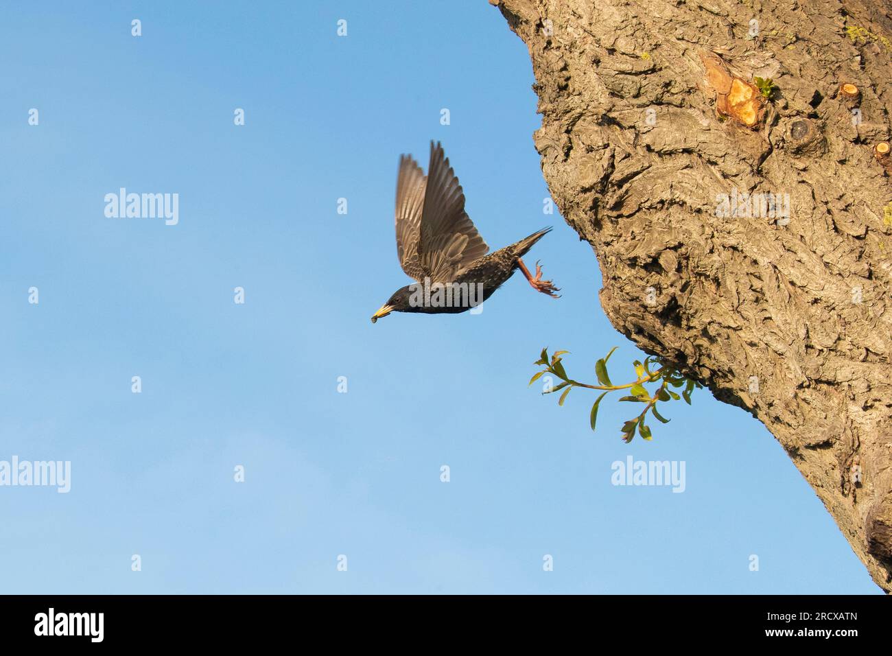 Étourneau commun (Sturnus vulgaris), laissant un trou de nidification dans un saule avec une boule d'excréments dans le bec, vue de côté, pays-Bas Banque D'Images