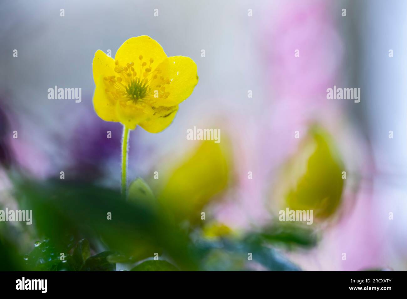 Anémone jaune, anémone de bois jaune, anémone buttercup (anémone ranunculoides), fleur, pays-Bas, Frise Banque D'Images