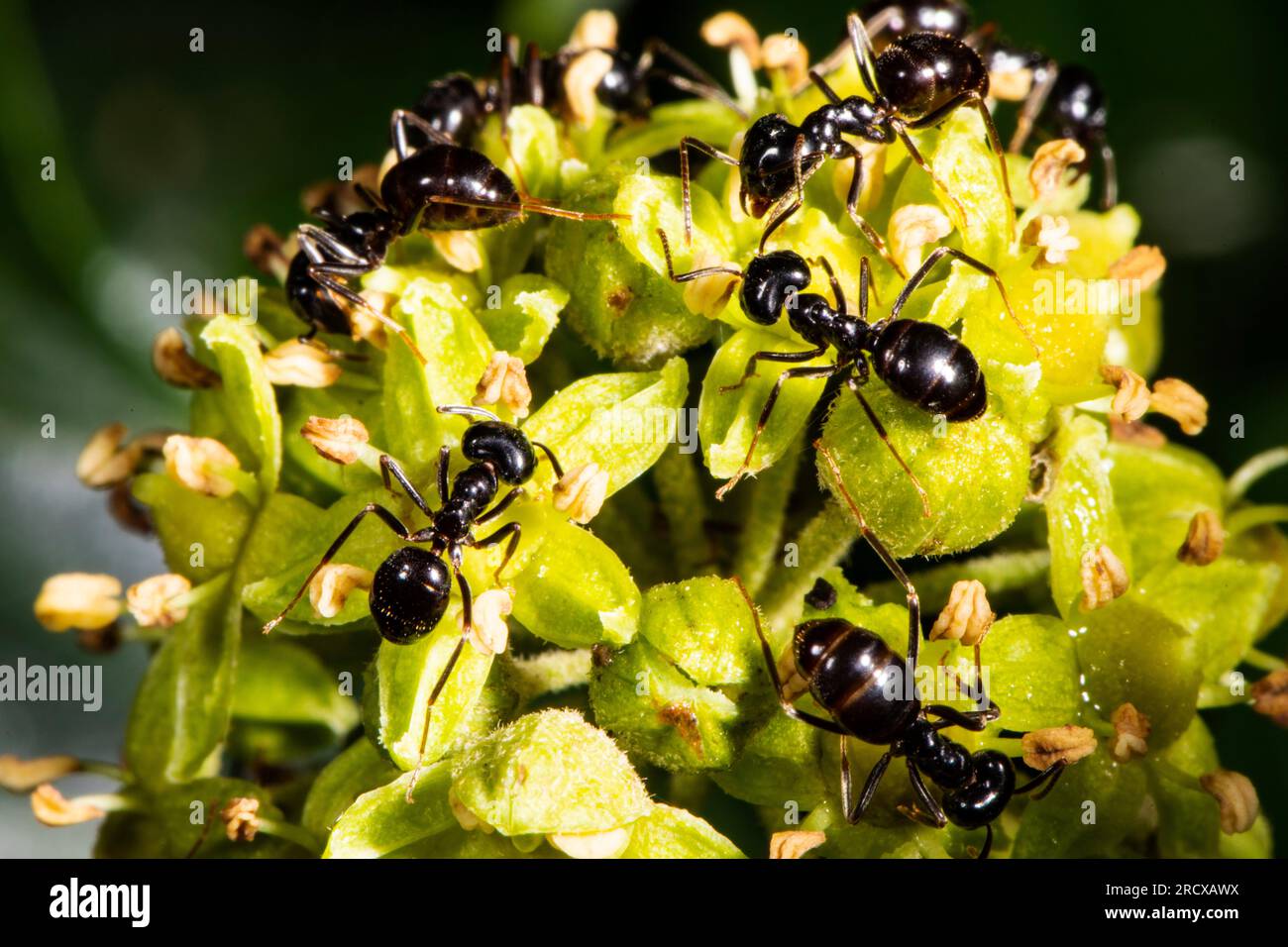 Fourmi de jet, fourmi noire brillante (Lasius fuliginosus, Dendrolasius fuliginosus), sur fleurs de lierre, pays-Bas, Frise Banque D'Images