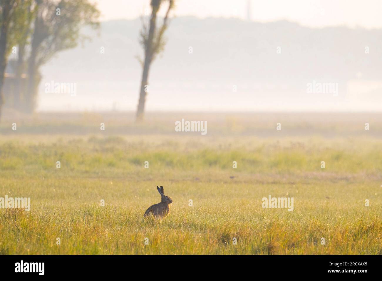 Lièvre d'Europe, lièvre brun (Lepus europaeus), assis dans une prairie couverte de rosée matinale alors que le brouillard matinal se dissipe, vue latérale, pays-Bas Banque D'Images