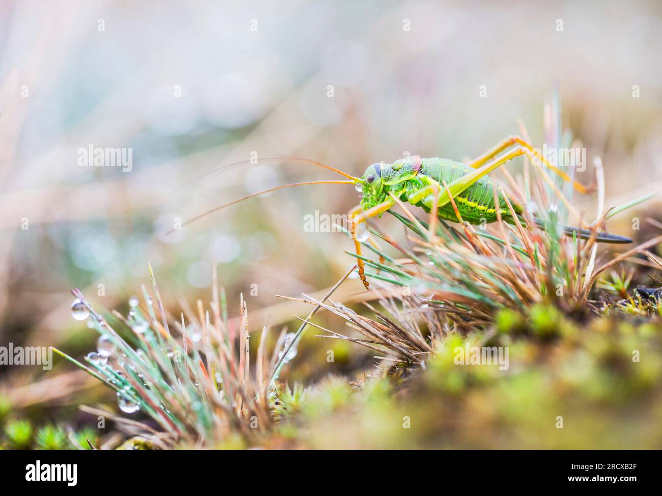 WESTERN Saddle Bush-cricket, Saddle-backed Bush-cricket (Ephippiger diurnus), femelle sur le terrain, pays-Bas, Gueldre Banque D'Images