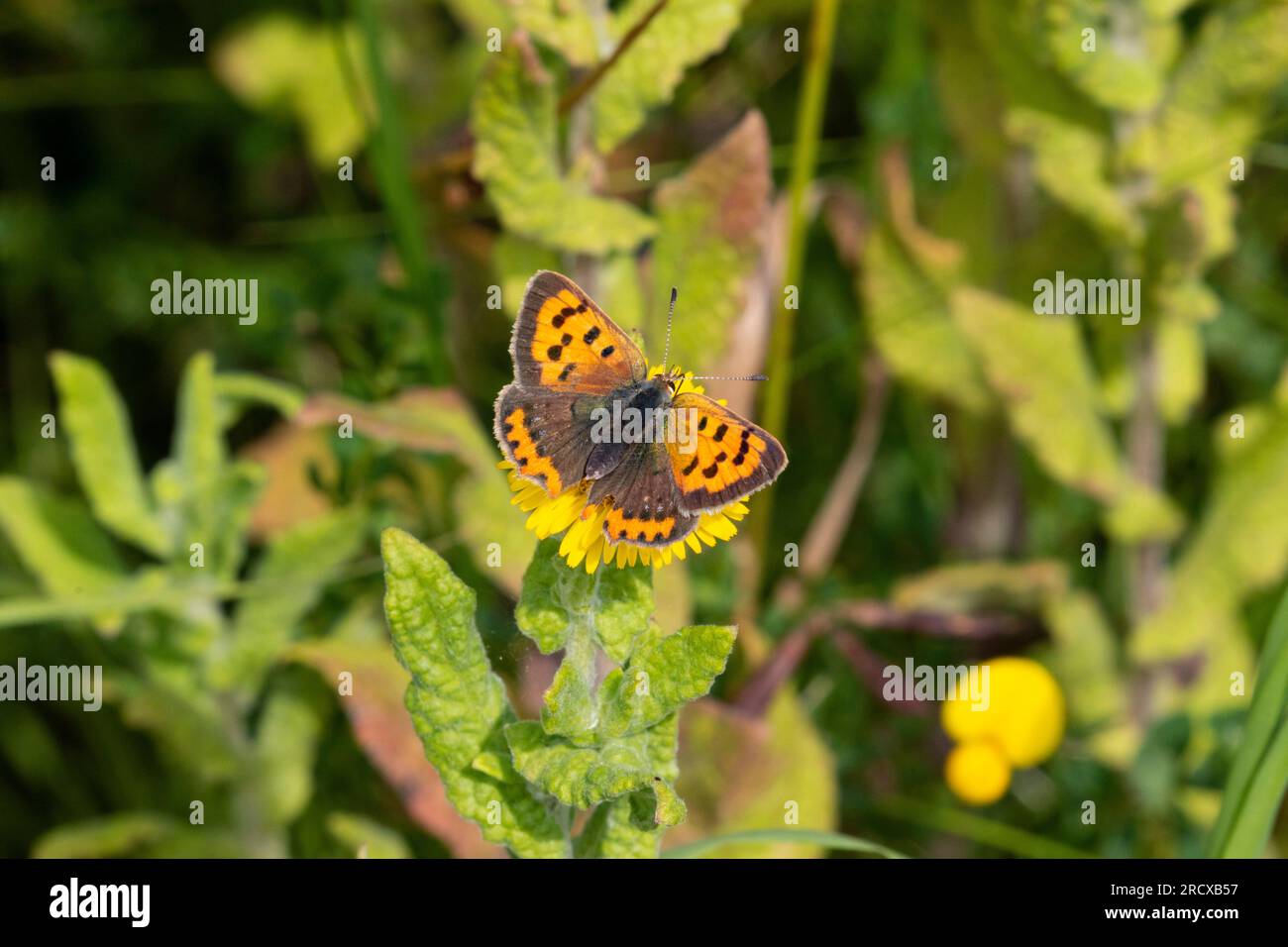 Petit cuivre (Lycaena phlaeas, Chrysophanus phlaeas), assis sur une plante, Royaume-Uni, Angleterre, Norfolk Banque D'Images