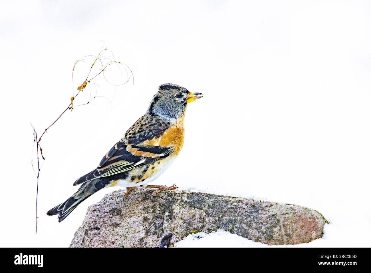 Brambling (Fringilla montifringilla), femelle dans la neige, pays-Bas Banque D'Images