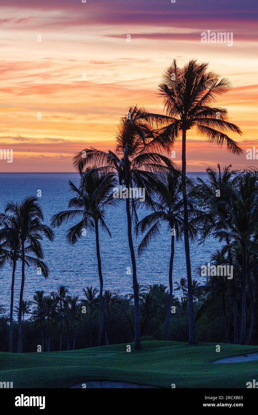 Cocotier (Cocos nucifera), cocotiers sur le bord de mer dans la lueur, USA, Hawaii, Maui, Kihei Banque D'Images