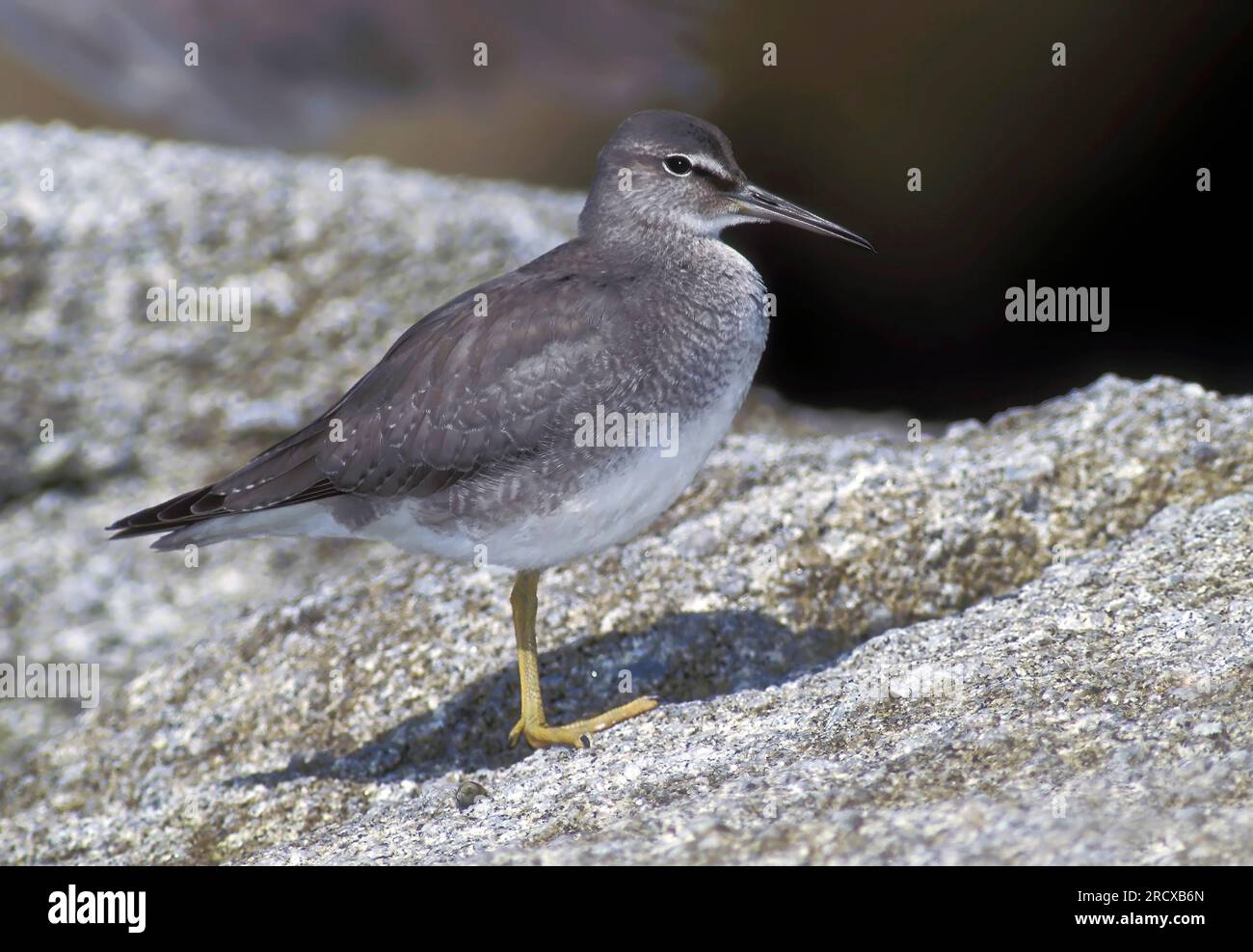 Tattler errant (Heteroscelus incanus, Tringa incana), premier hiver errant Tattler debout sur la côte, USA, Californie Banque D'Images