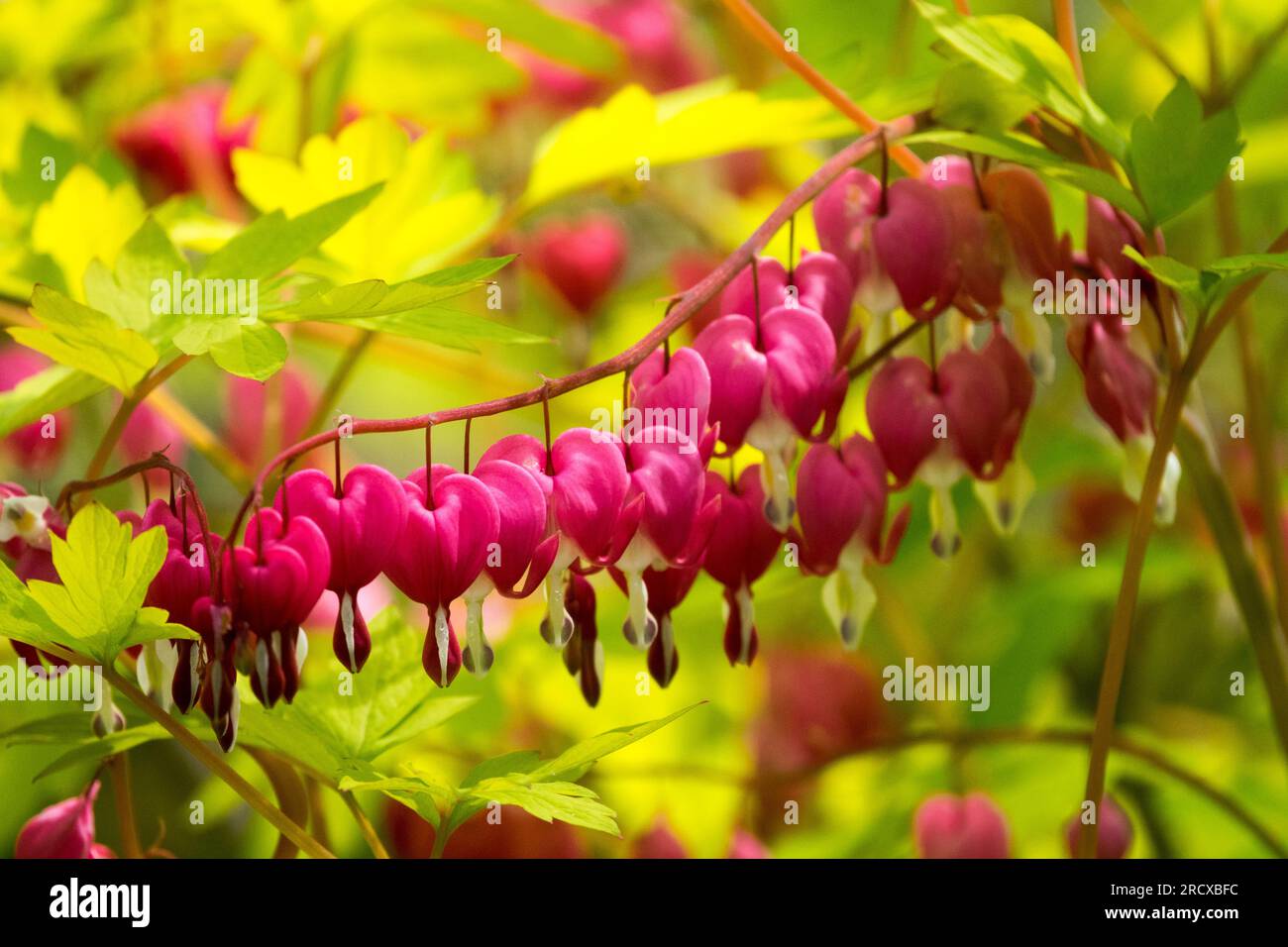 Dicentra spectabilis, vivace, plante, Lamprocapnos, Dicentra spectabilis 'Gold Heart' Banque D'Images