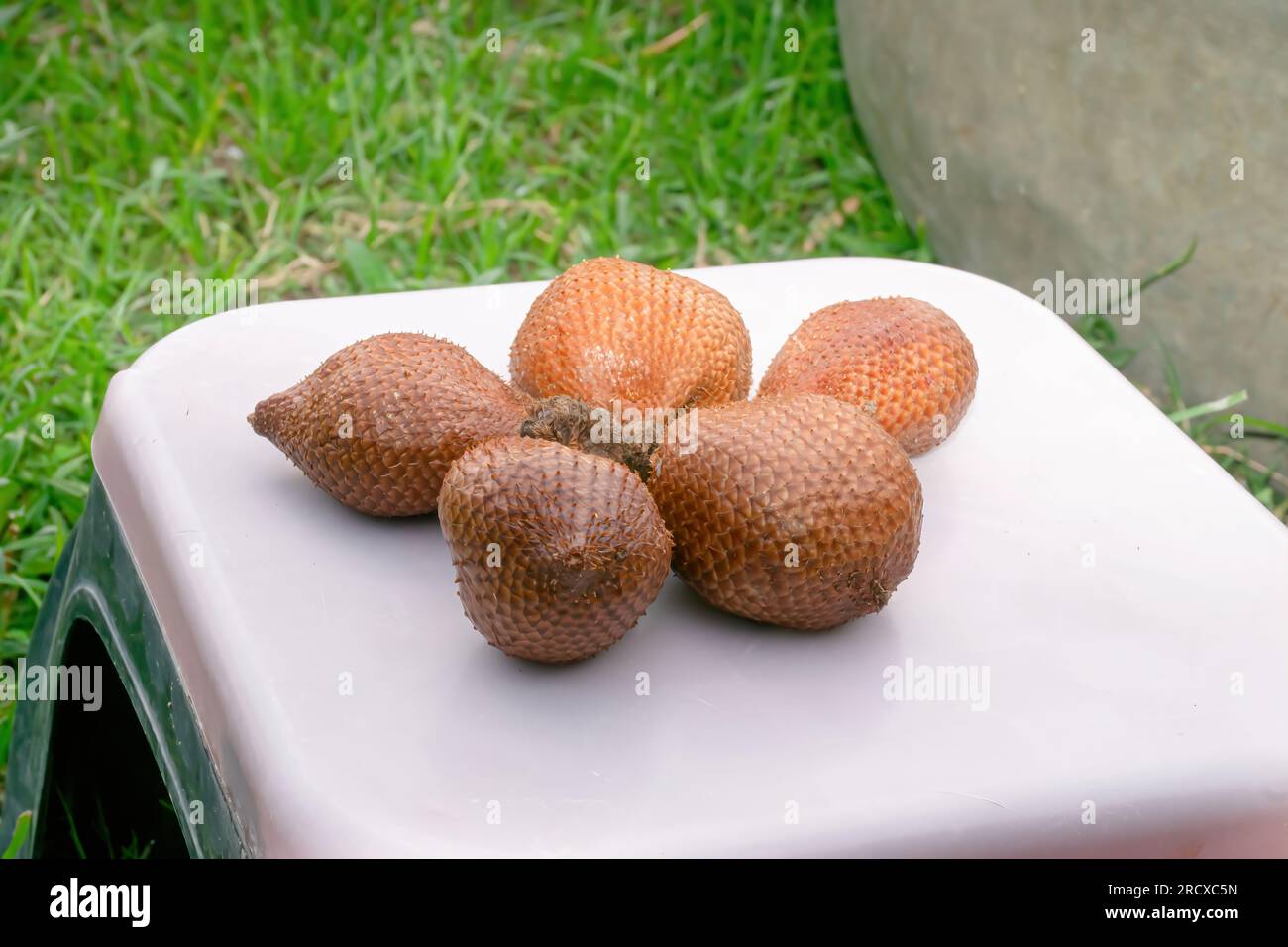 Palmthorn ou fruit de serpent sur fond de nature Banque D'Images