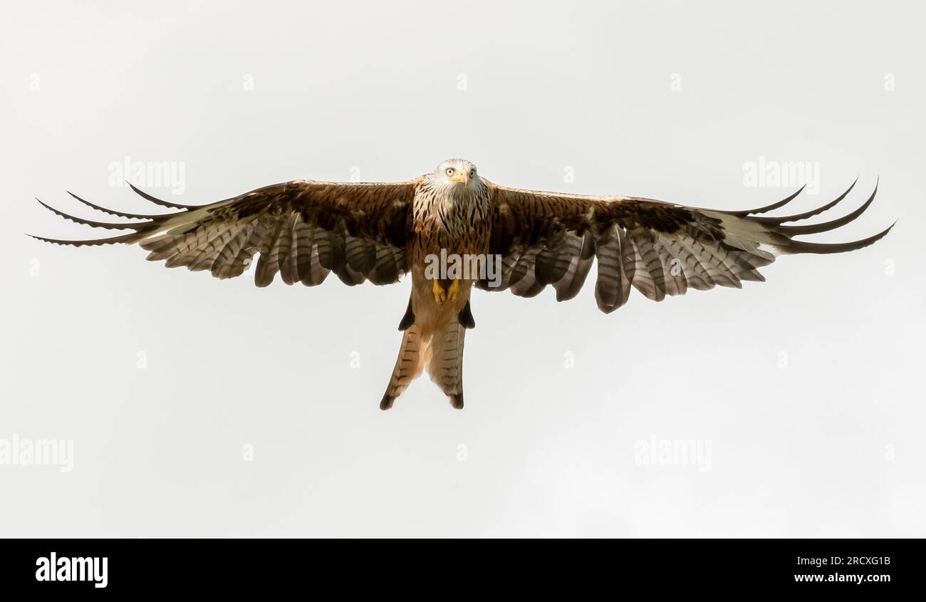 Le cerf-volant rouge ascendant. PAYS DE GALLES ; Royaume-Uni : UNE photographie INCROYABLE montre l'un des plus grands oiseaux de proie du Royaume-Uni se posant comme un ange alors qu'il montait dans les cieux Banque D'Images