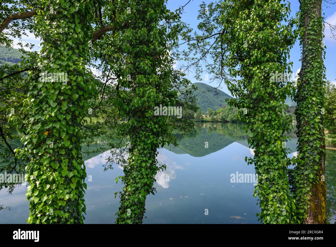 Troncs d'arbres couverts de lierre sur la rive du lac Pliva à la périphérie d'at Jajce. Bosnie-Herzégovine centrale, péninsule balkanique, Europe de l'est. Banque D'Images