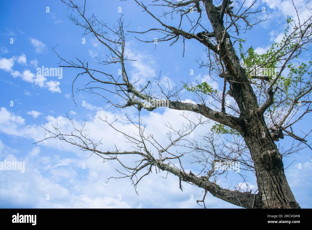 Arbre sec dans une belle nature background.Twigs et Sky.Tree sur le fond du ciel Banque D'Images