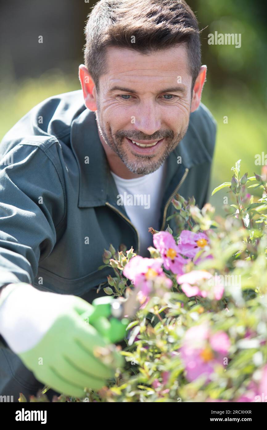 jardinier coupant les plantes de jardin art topiaire Banque D'Images