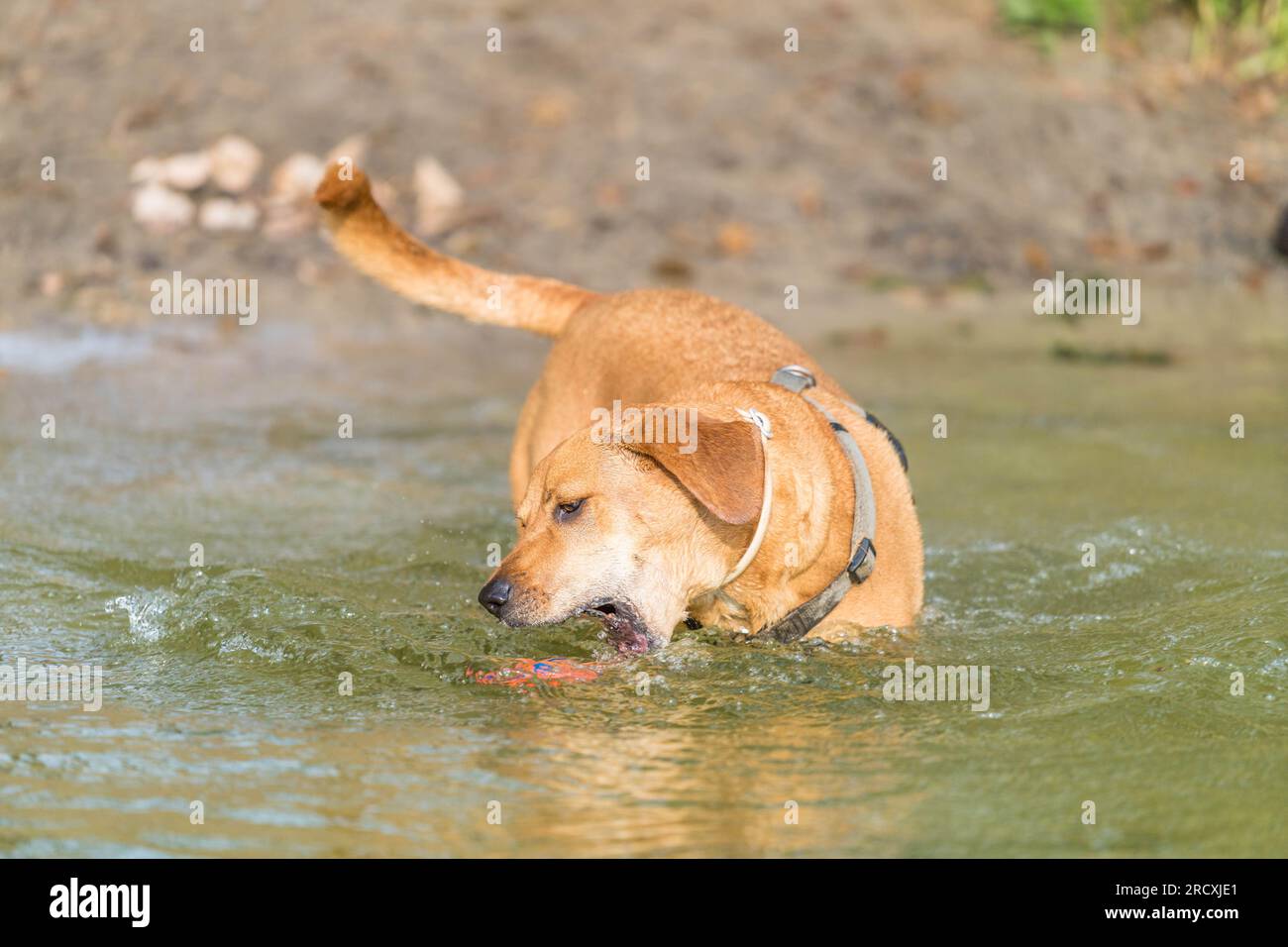 chien jouant dans le lac pour se rafraîchir de la chaleur en été Banque D'Images