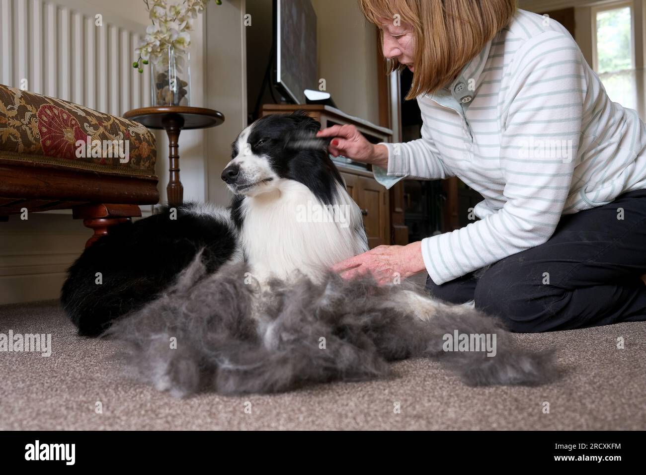 Femme toilettant chien Border Collie à la maison en été Banque D'Images