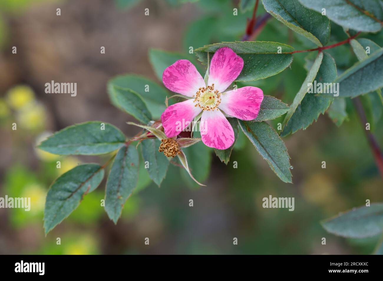Rotblatt-Rose Rotblättrige Hecht-Rose, Rose, Rose, Hechtrose, Bereifte, Rosa glauca, Rosa rubrifolia rubifolia Roas, à feuilles rouge, rose, rose originaire, L Banque D'Images