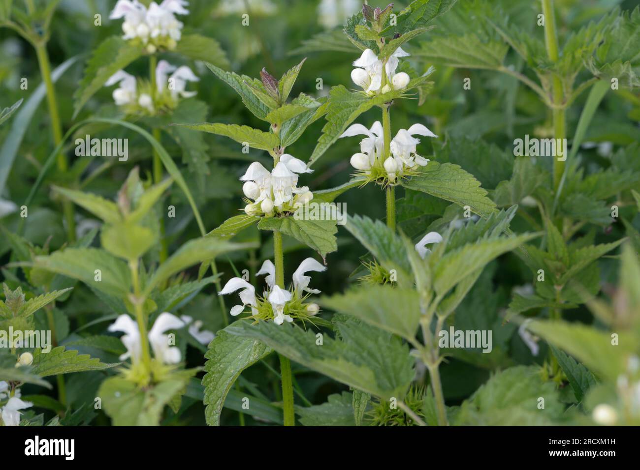 Weiße Taubnessel, Weisse Taubnessel, album Lamium, ortie blanche, ortie morte blanche, deadortie blanche Banque D'Images