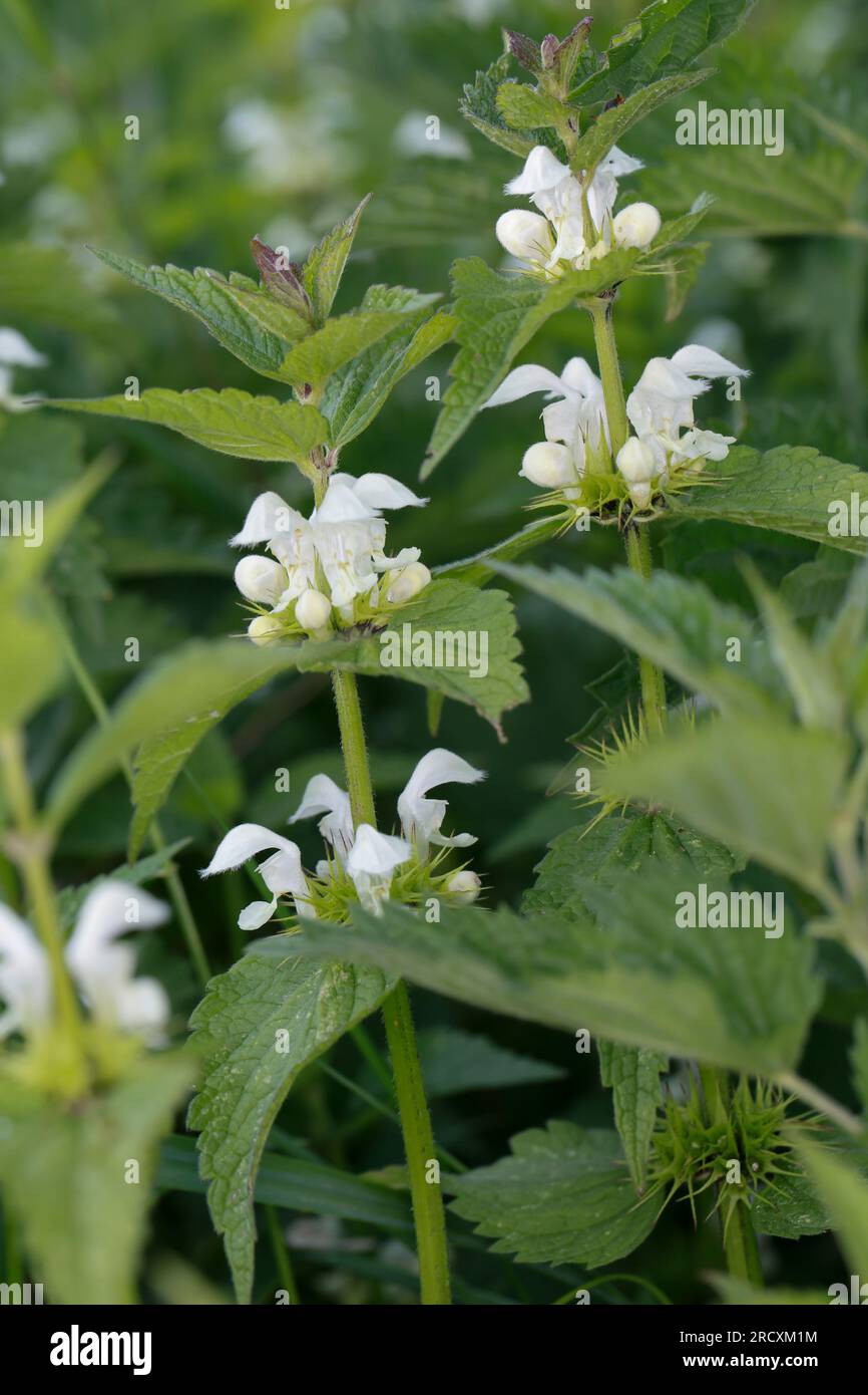 Weiße Taubnessel, Weisse Taubnessel, album Lamium, ortie blanche, ortie morte blanche, deadortie blanche Banque D'Images