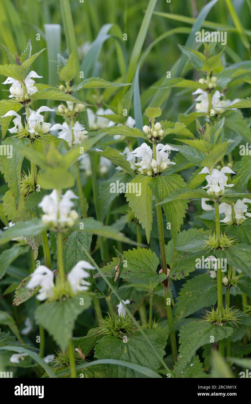 Weiße Taubnessel, Weisse Taubnessel, album Lamium, ortie blanche, ortie morte blanche, deadortie blanche Banque D'Images