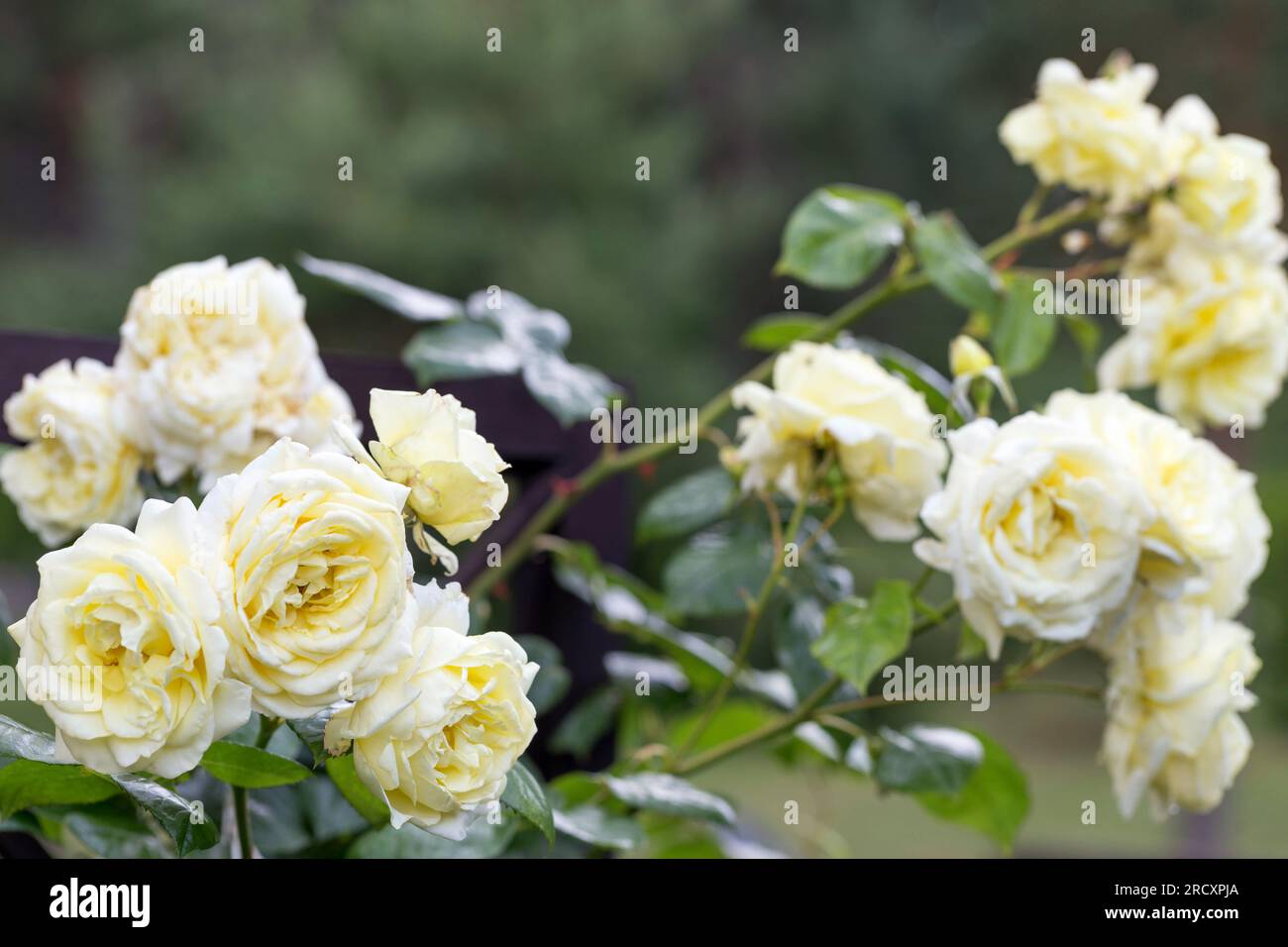 L'escalade blanche nostalgique fleurie s'est élevée sur un treillis en bois dans un magnifique jardin d'été Banque D'Images