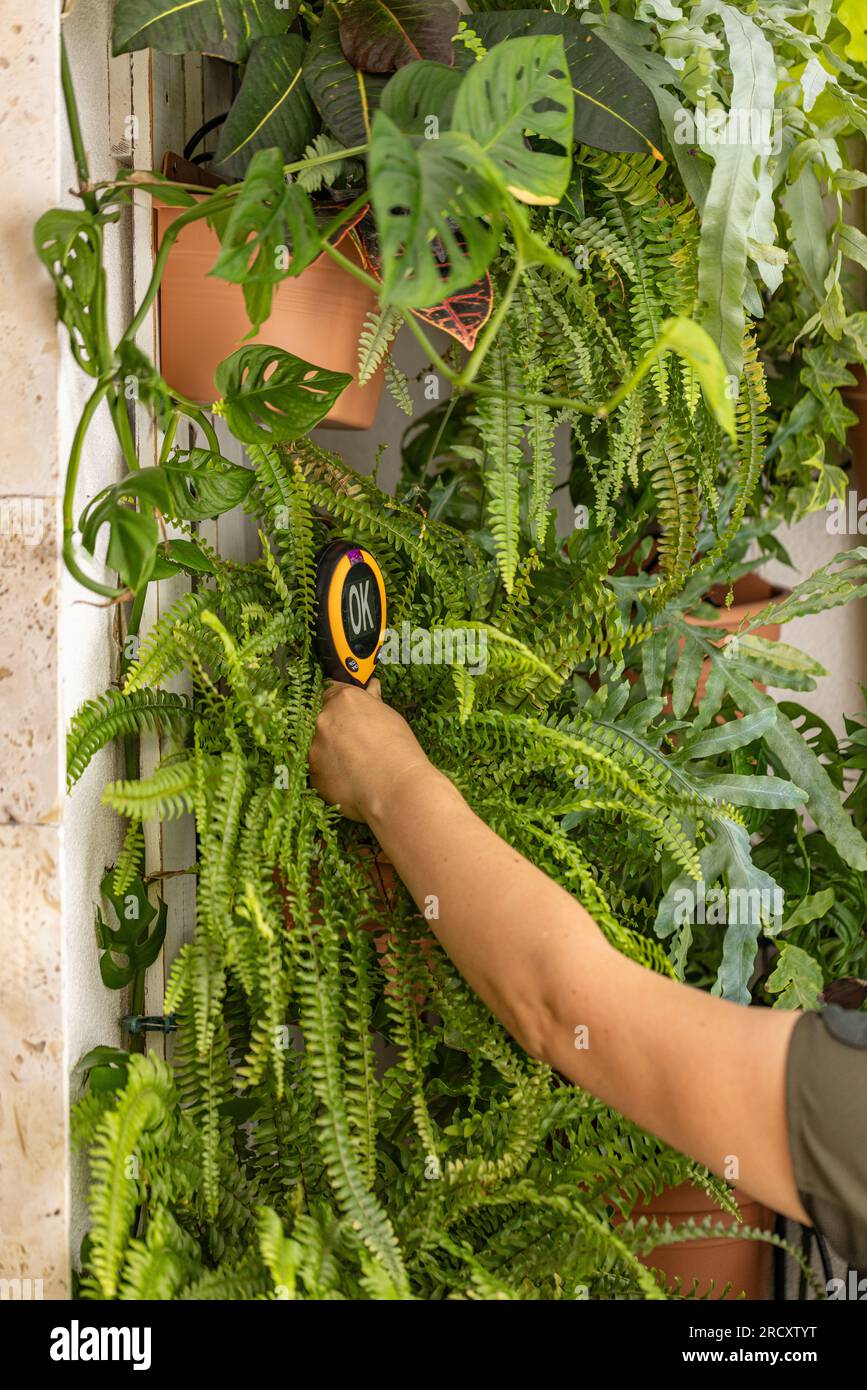 Tester la teneur en humidité du sol dans les plantes d'intérieur. Mur vert au balcon Banque D'Images