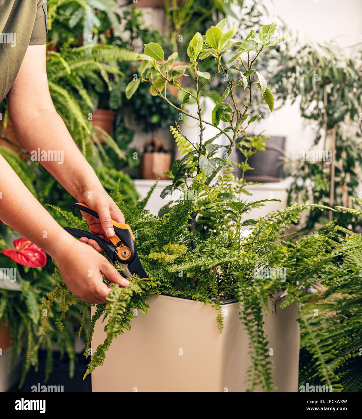 Gros plan de femme jardinier prenant soin de la plante à la maison Banque D'Images