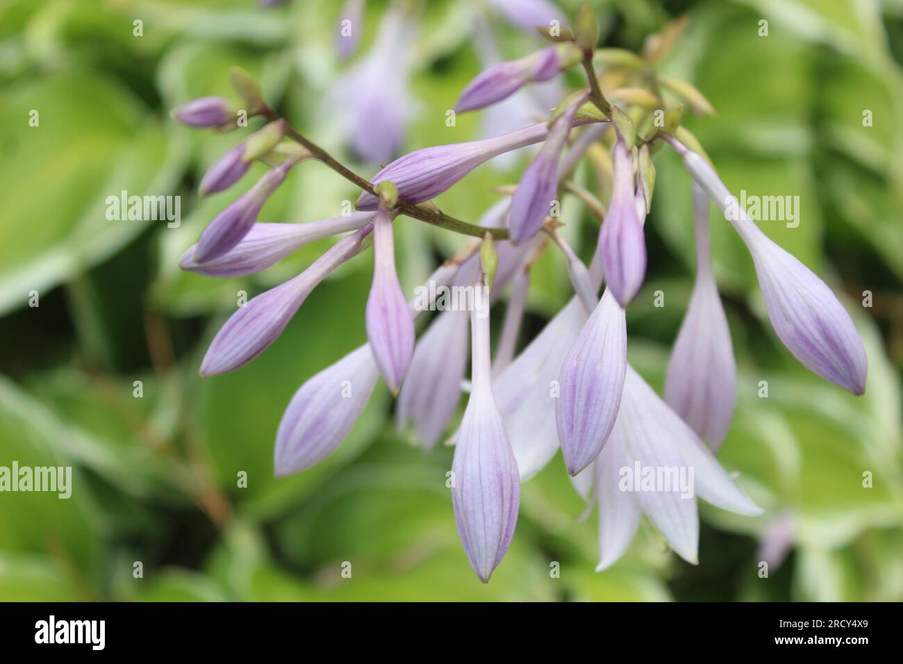 Une photo en gros plan d'une fleur violette et blanche contre un buisson vert. Banque D'Images