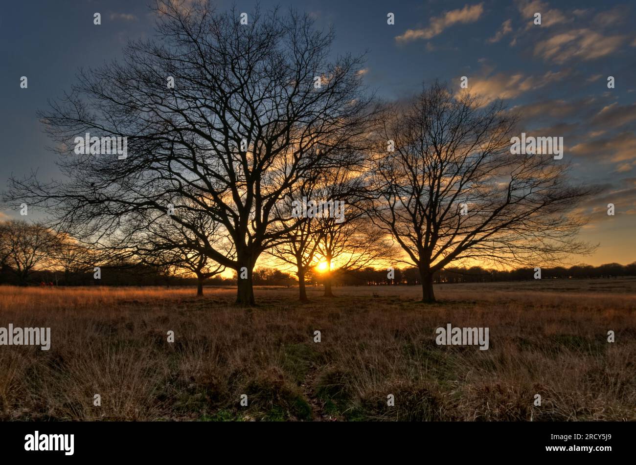 Hiver à Richmond Park Richmond, Londres Banque D'Images