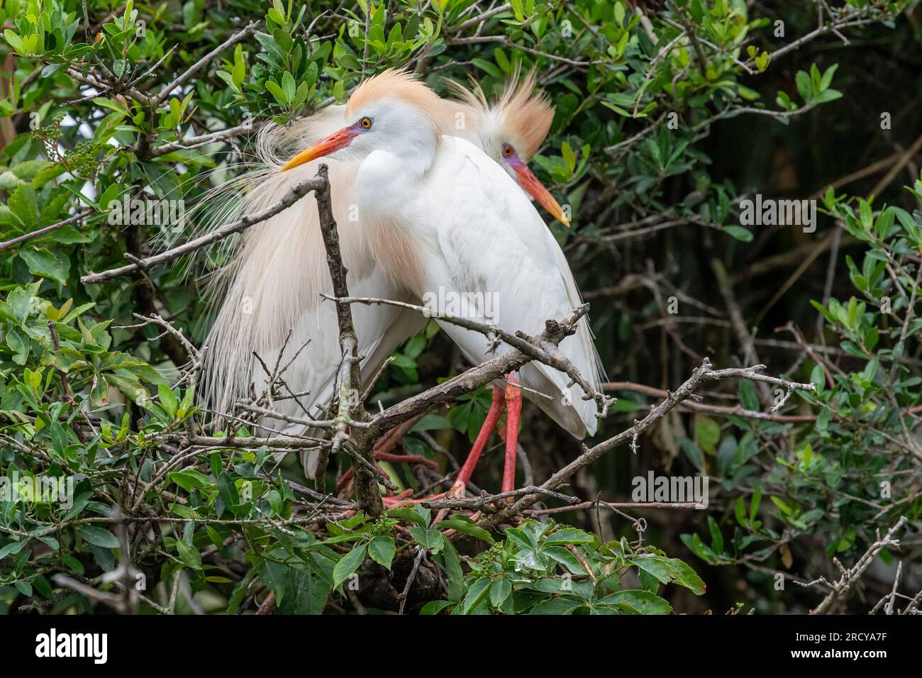 Couple de bovins Egret (Bubulcus ibis) , plumage d'élevage, printemps, Floride, USA, Par Dominique Braud/Dembinsky photo Assoc Banque D'Images