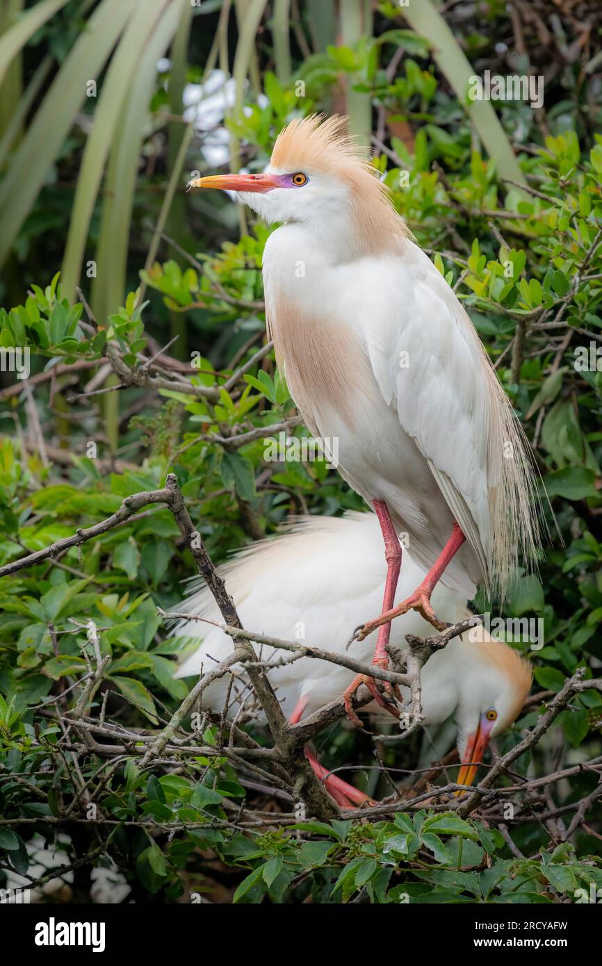 Couple de bovins Egret (Bubulcus ibis) , plumage d'élevage, printemps, Floride, USA, Par Dominique Braud/Dembinsky photo Assoc Banque D'Images