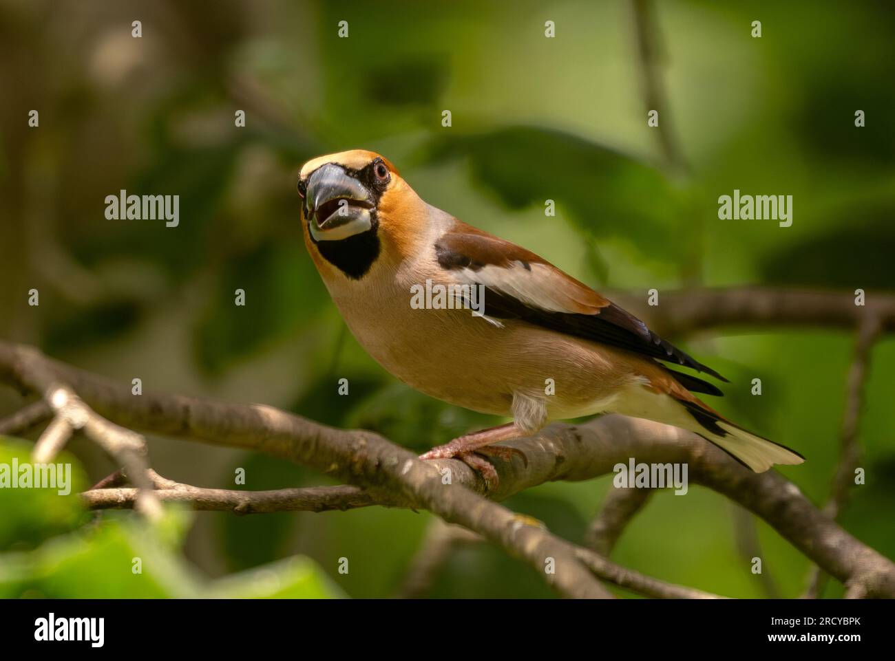 Hawfinch - Coccothraustes coccothraustes, bel oiseau perché coloré des forêts du Vieux monde, Slovénie. Banque D'Images