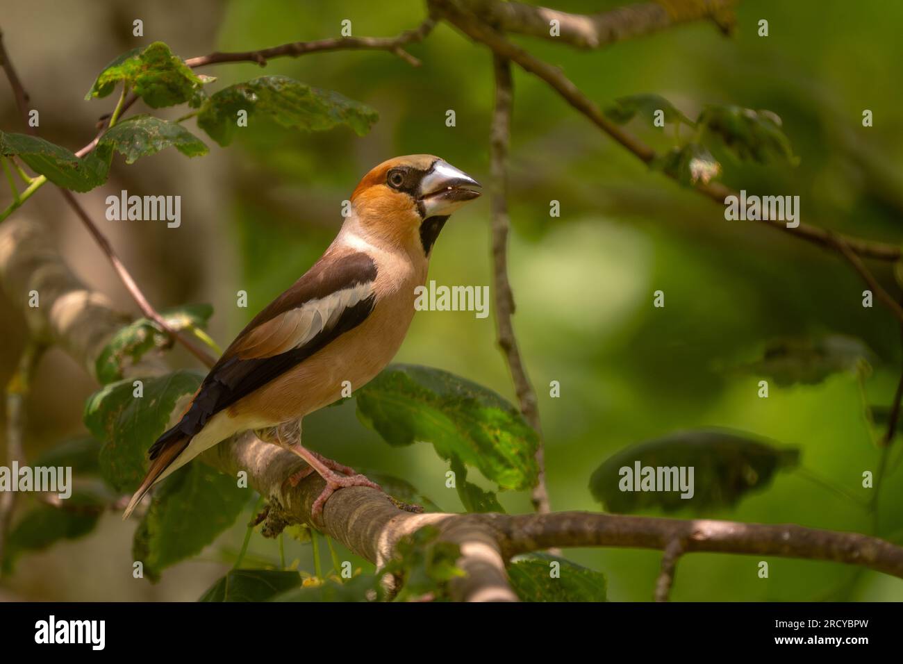 Hawfinch - Coccothraustes coccothraustes, bel oiseau perché coloré des forêts du Vieux monde, Slovénie. Banque D'Images